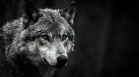 Gray wolf portrait with intense yellow eyes against dark background for wildlife photography and nature projects.