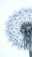 Macro shot of dandelion seedhead with delicate filaments dispersing against white background, isolated for design projects like wallpapers and botanical artwork.