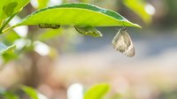 Butterfly chrysalis hanging from green leaf during metamorphosis transformation process in natural garden environment with soft bokeh background.