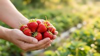 Fresh ripe strawberries held in cupped hands against blurred garden background, perfect for food, agriculture, harvest, and organic produce marketing materials.