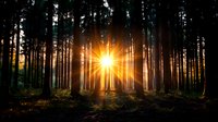 Dramatic sunset rays pierce through tall pine forest creating magical star burst effect between tree trunks in dark moody woodland scene.