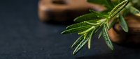 Fresh rosemary sprigs with water droplets on dark slate surface, ideal for culinary, cooking, and food styling projects.