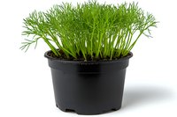 Fresh dill herb growing in black plastic pot isolated on white background, young green aromatic plants for cooking and garnishing food.