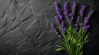 Fresh lavender flowers with green stems arranged on dark slate stone background for aromatherapy spa wellness natural organic herbal medicine concept.
