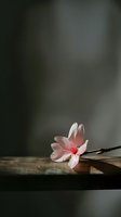 Single pink cherry blossom flower floating on dark water surface with soft natural lighting and blurred background for zen meditation concepts.