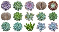 Collection of colorful succulent plants isolated on white background, perfect for gardening designs, botanical illustrations and home decor projects.