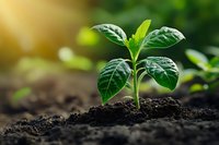 Young green plant seedling growing in fertile soil with morning sunlight, representing new life, growth, and environmental conservation.