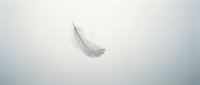 Single delicate feather floating on soft white background, isolated and ready for design projects, overlays, and creative compositions.