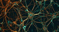 Neural network connections with glowing synapses in orange and teal colors showing brain activity and neuroscience research for medical education purposes.