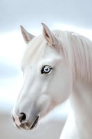 Close-up portrait of white horse head with bright blue eye against soft light background, showing gentle expression and detailed features of mane and facial structure.