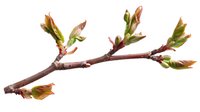 Spring tree branch with young green and red leaves emerging from buds, isolated on white background for nature and seasonal designs.