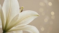 White lily petals with soft bokeh background, suitable for wedding invitations, greeting cards, spa and wellness designs, and floral-themed marketing materials.