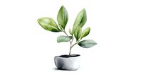 Watercolor botanical illustration of young green plant with oval leaves growing in small gray ceramic pot, isolated on white background for nature decor.