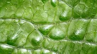 Fresh green leaf macro with water drops and detailed cellular structure showing natural veins, patterns and textures in vibrant spring colors.