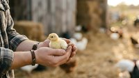 Farmer holding young chick in hands on rural farm with blurred poultry background, depicting animal husbandry and agricultural care practices.