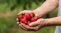 Hands holding fresh ripe strawberries in garden setting, perfect for organic farming, agriculture, harvest, and food production marketing materials.