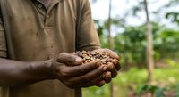 Farmer holding harvested cacao beans in hands at plantation, showing crop yield and agricultural production in tropical farming environment.