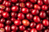 Fresh ripe red cranberries background with natural texture pattern. Raw organic berries macro close up view for healthy eating and cooking.
