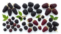Ripe blackberries and dark red berries with green leaves arranged on white background, suitable for food photography, recipe blogs, nutrition content, and culinary design projects.