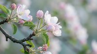 Delicate pink apple blossoms on branch with soft bokeh background, spring flowering tree in garden, natural botanical photography for seasonal designs.