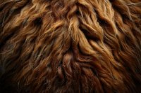 Close up of brown curly fur texture showing natural wavy pattern and multiple shades of golden brown coloring. Macro photography reveals intricate hair details.