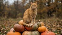 Orange tabby cat sitting proudly on a pile of colorful autumn pumpkins outdoors, surrounded by fall foliage in a rustic garden setting.