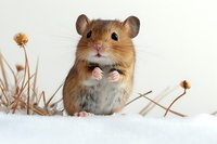 Adorable gerbil sitting in snow with dried plants, looking at camera with paws together. Small rodent in winter nature setting showing cute pose and expression.