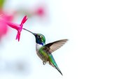 Hummingbird in flight with iridescent green feathers approaching bright pink flower against soft blurred background for nature and wildlife projects.