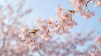Delicate pink cherry blossoms blooming on tree branch against soft blue sky background, spring season nature scene with tender sakura flowers in full bloom.