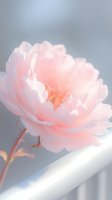 Delicate pale pink peony bloom with layered petals in soft natural light against minimalist gray background, perfect for wedding stationery.