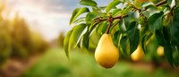 Ripe yellow pear hanging from tree branch with green leaves in orchard at sunset, agricultural harvest concept for healthy eating.