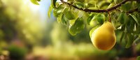 Ripe yellow pear hanging from tree branch with green leaves in sunlit orchard. Fresh organic fruit growing in summer garden.