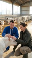 Male and female farmers examining white calf in modern dairy barn with cattle in background for agricultural veterinary care and livestock management.