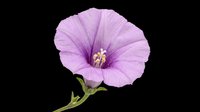 Lavender morning glory flower with delicate petals and golden stamen, isolated on transparent background. Ready for t-shirt designs, clipart, stickers, sublimation, and print-on-demand projects.