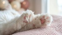 Soft white cat paws with pink pads resting on a cozy pink knitted blanket, warm bokeh lights in the background, cute pet concept.