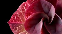 Close-up macro of red autumn leaf with intricate vein patterns and curled edges against dark background for nature photography and seasonal designs.
