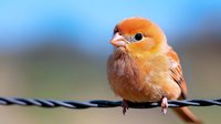 Small orange finch bird perched on black wire against blurred natural background. Cute songbird with bright plumage for wildlife and nature projects.