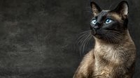 Siamese cat with striking blue eyes and dark points sitting against textured dark background, feline portrait showcasing breed characteristics and elegant posture.