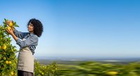 Young woman with curly dark hair, wearing casual denim shirt and beige apron, harvesting fresh lemons from tree in sunny orchard with scenic valley landscape background.