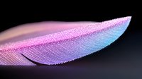 Delicate pink and blue feather macro photography showing intricate barbs and vanes with soft focus background creating dreamy ethereal mood.