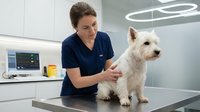 Veterinarian examining white dog on examination table in modern clinic with medical equipment and monitoring display.