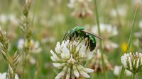 Green metallic sweat bee collecting nectar from white clover flower in natural meadow habitat during summer pollination season.