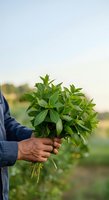 Farmer holding fresh green herb bunch in agricultural field with blurred crops background, harvesting organic produce for culinary use.