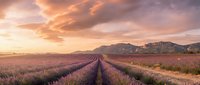 Lavender field rows stretching toward distant mountains under dramatic sunset sky with purple and orange clouds creating peaceful rural landscape scene.