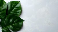 Lush green monstera leaves against minimalist white background, creating clean contrast for modern botanical design projects.