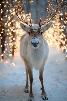 Young reindeer with snow-dusted antlers standing in winter wonderland setting against glowing bokeh lights while snowflakes fall creating magical holiday atmosphere.