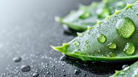 Fresh aloe vera leaf with water drops on dark background, macro shot showing natural moisture and healing properties of medicinal plant.