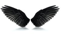 Black angel wings spread wide on white background, isolated design element for fantasy art, gothic themes, spiritual concepts and creative projects.