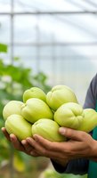 Farmer holding fresh green chayote squash harvest in greenhouse. Hands displaying organic produce for agriculture, farming, and food production use.