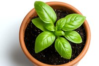 Fresh basil plant growing in terracotta pot with rich soil, vibrant green leaves showing healthy growth against white background, isolated overhead view.